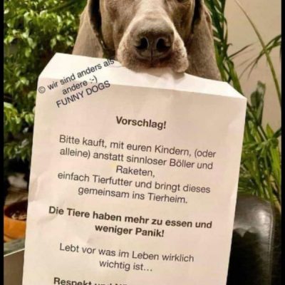 Sylvester und Hund oder warum Hunde ein Spiegelbild der Gesellschaft sind