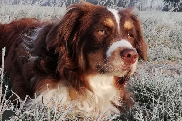 1.2. Welchen Hund für mich und woher?