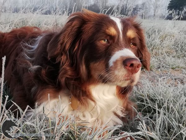 1.2. Welchen Hund für mich und woher?