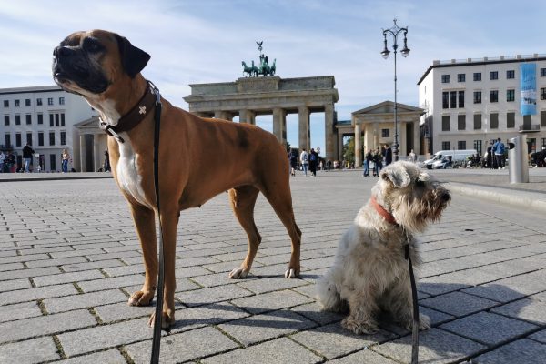 1.3. Rüde oder Hündin?